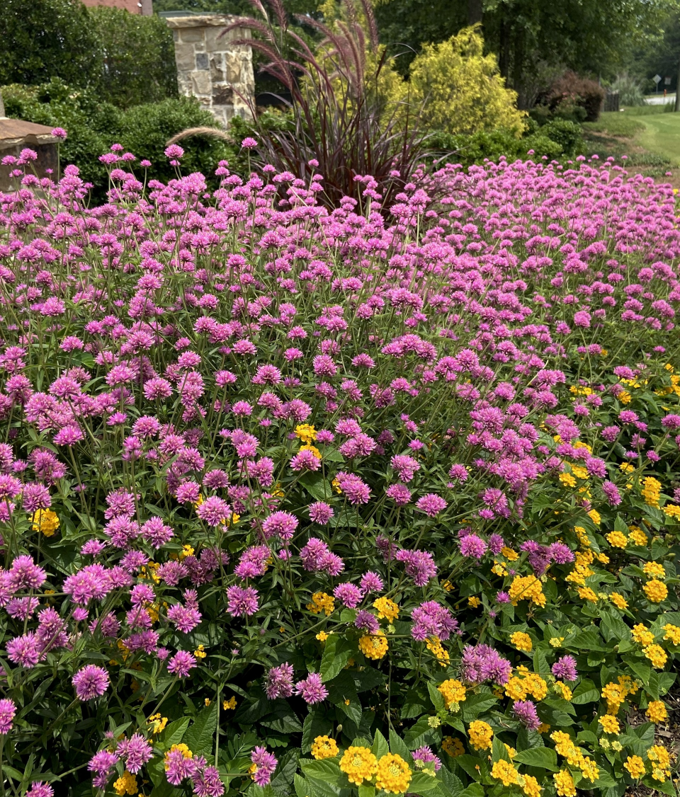 Truffula Pink gomphrena is recognized as one of the toughest most beautiful flowers we can grow, winning 81 awards. This bed along a busy Georgia highway has been blooming non-stop for over 150 days.