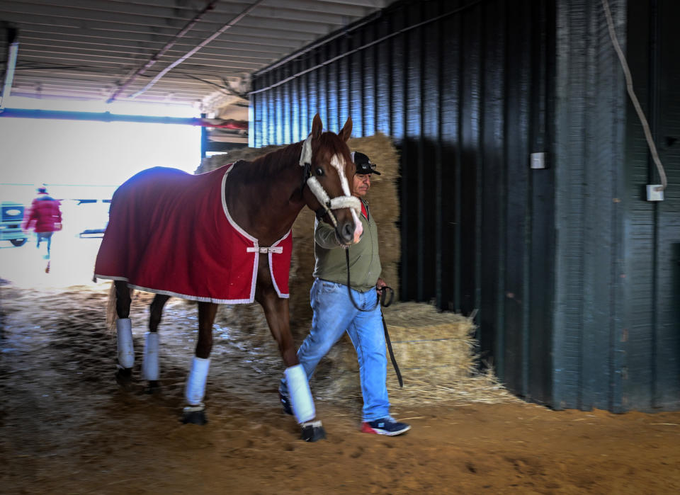 Kentucky Derby winner Mage is walked around the Stakes Barn after arriving early Sunday, May 14, 2023 to prepare for this weekend's Preakness Stakes. (Jerry Jackson/The Baltimore Sun via AP)