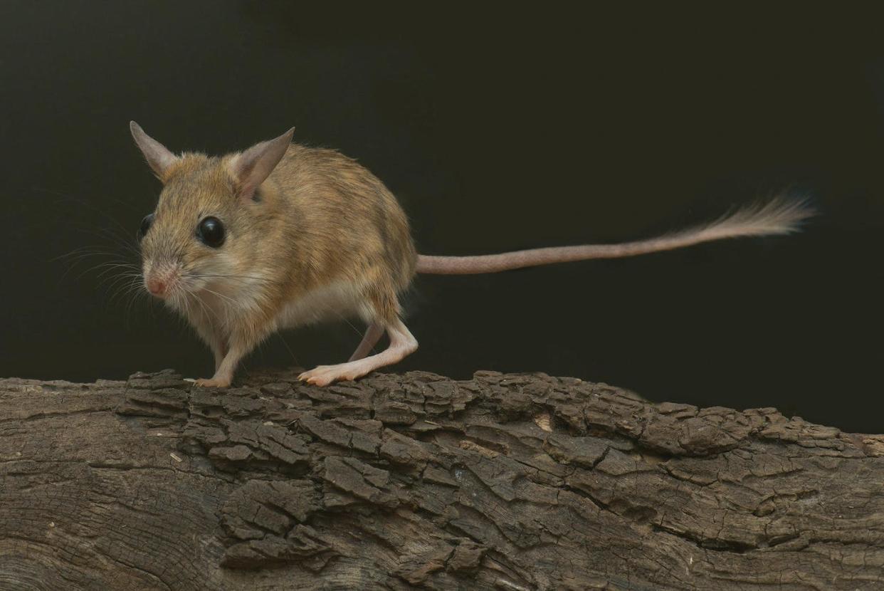 A hopping mouse from the arid desert of Australia (Notomys). Hopping mice have evolved highly efficient kidneys to deal with the low water environments of Australia's deserts. David Paul/Museums Victoria