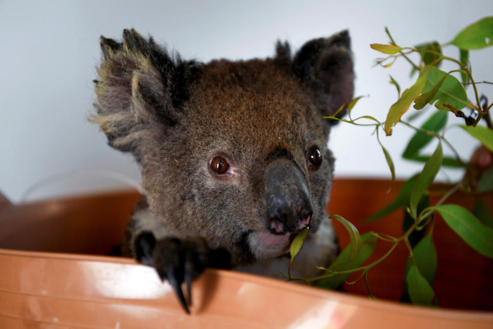 An injured koala is treated at the Kangaroo Island Wildlife Park, at the Wildlife Emergency Response Centre in Parndana, Kangaroo Island, Australia January 19, 2020. REUTERS/Tracey Nearmy