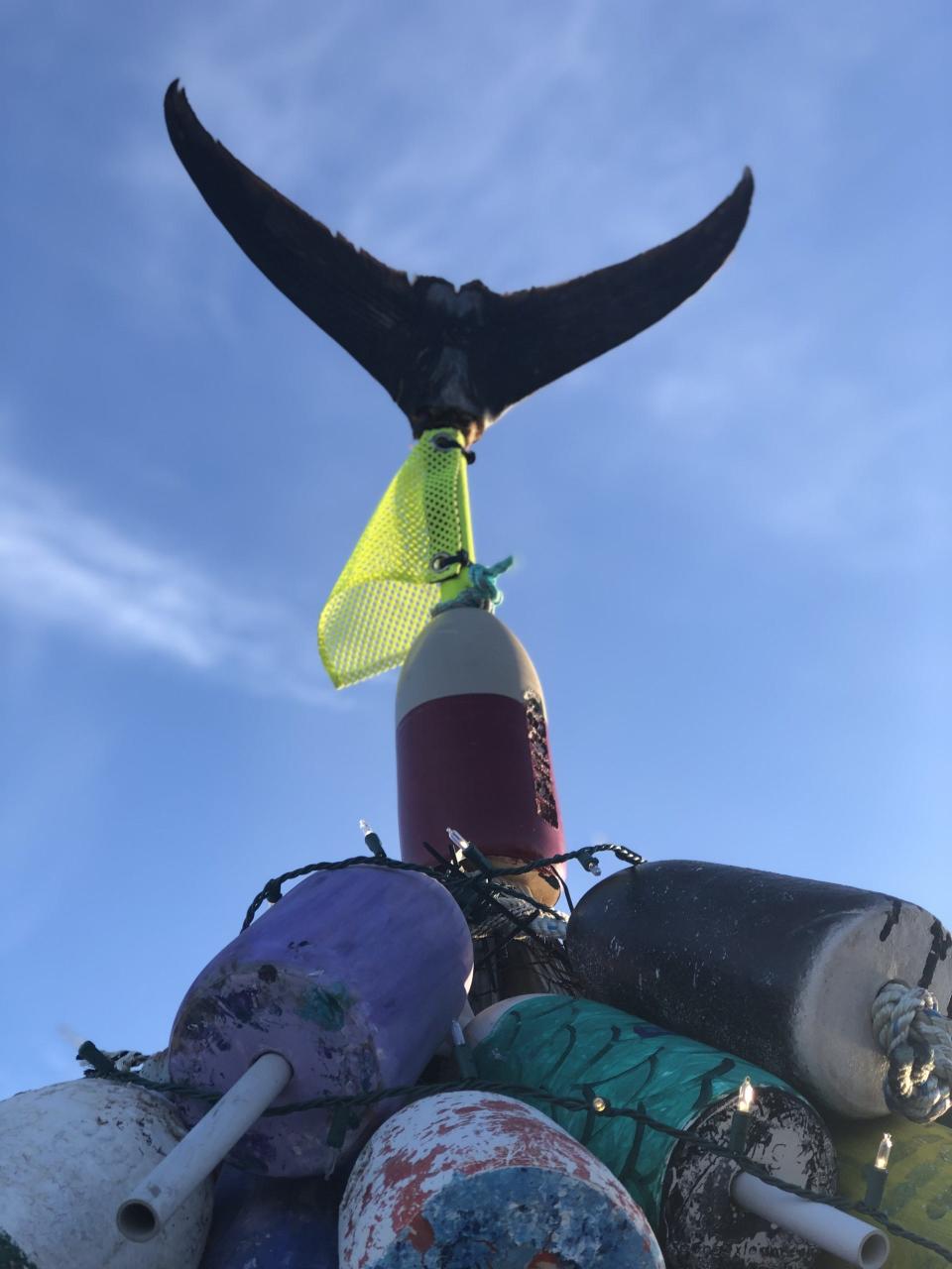 The tail of a tuna sits atop the buoy-inspired Christmas tree on display at Wells Harbor in Wells, Maine, on Dec. 6, 2023.