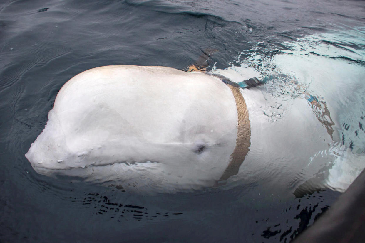 A white beluga whale wearing a harness is seen off the coast of northern Norway, April 29, 2019. Jorgen Ree Wiig/Sea Surveillance Service/Handout/NTB Scanpix via REUTERS  ATTENTION EDITORS - THIS IMAGE WAS PROVIDED BY A THIRD PARTY. NORWAY OUT. NO COMMERCIAL OR EDITORIAL SALES IN NORWAY. MANDATORY CREDIT  TPX IMAGES OF THE DAY