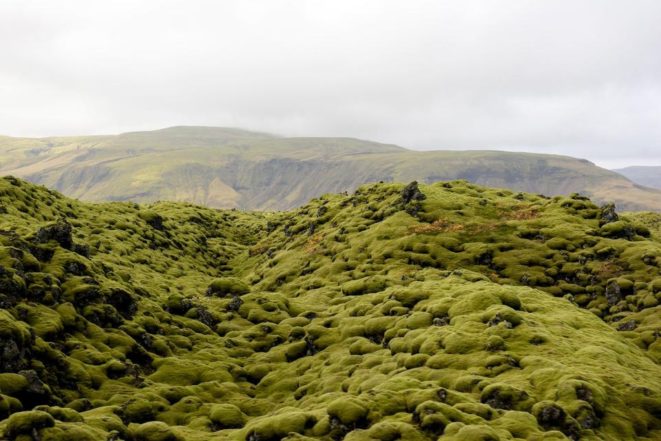 Lava field at Eldhraun, Vatnajökull National Park, Southern Region, Iceland