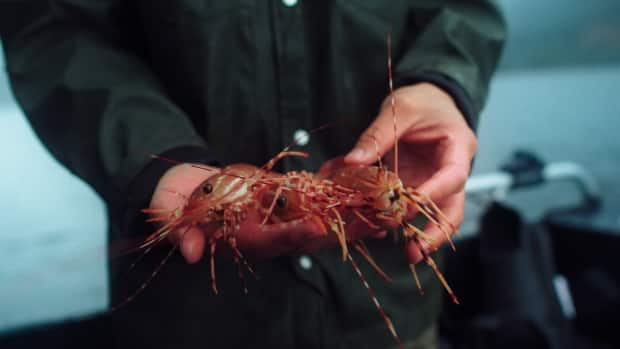 Local free diver and spear fisherman Andrew Chin holds prawns fresh from a trap.    (CBC News  - image credit)