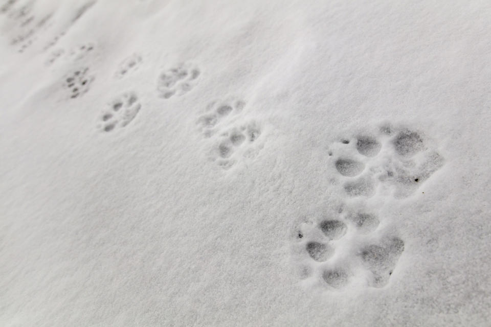 This Jan. 7, 2018, photo released by the National Park Service shows wolf tracks on Fountain Freight road in Yellowstone National Park, Wyo. Wolves have repopulated the mountains and forests of the American West with remarkable speed since their reintroduction 25 years ago, expanding to more than 300 packs in six states. (Jacob W. Frank/National Park Service via AP)