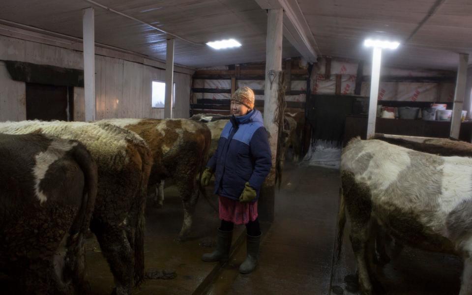 Like many Yakut farmers, Maria Dobretsova culls her animals with the arrival of winter and stores the meat outside, instead of buying expensive industrial freezers - Maria Turchenkova
