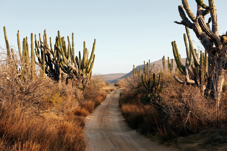 Pathway and desert landscape of Todos Santos