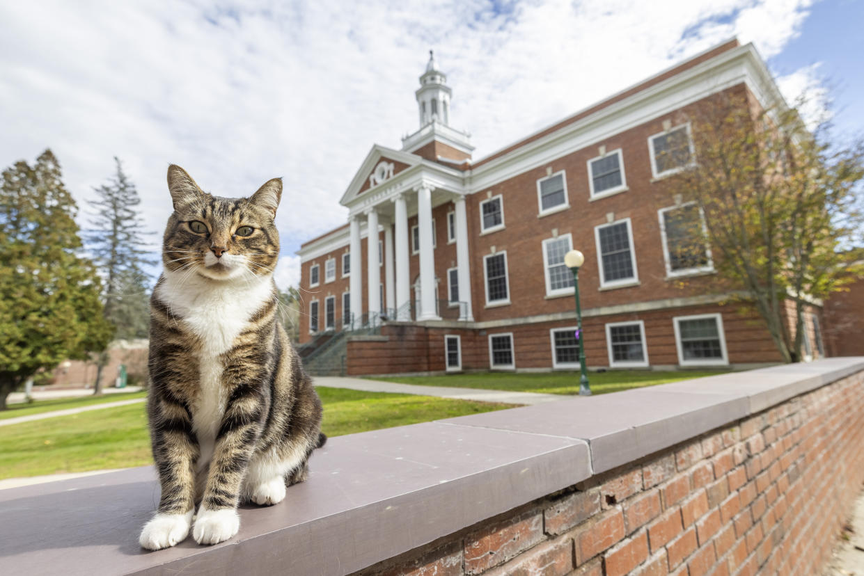 Max the cat standing in front of Woodruff Hall at Vermont State University Castleton, ready to collect an honorary degree