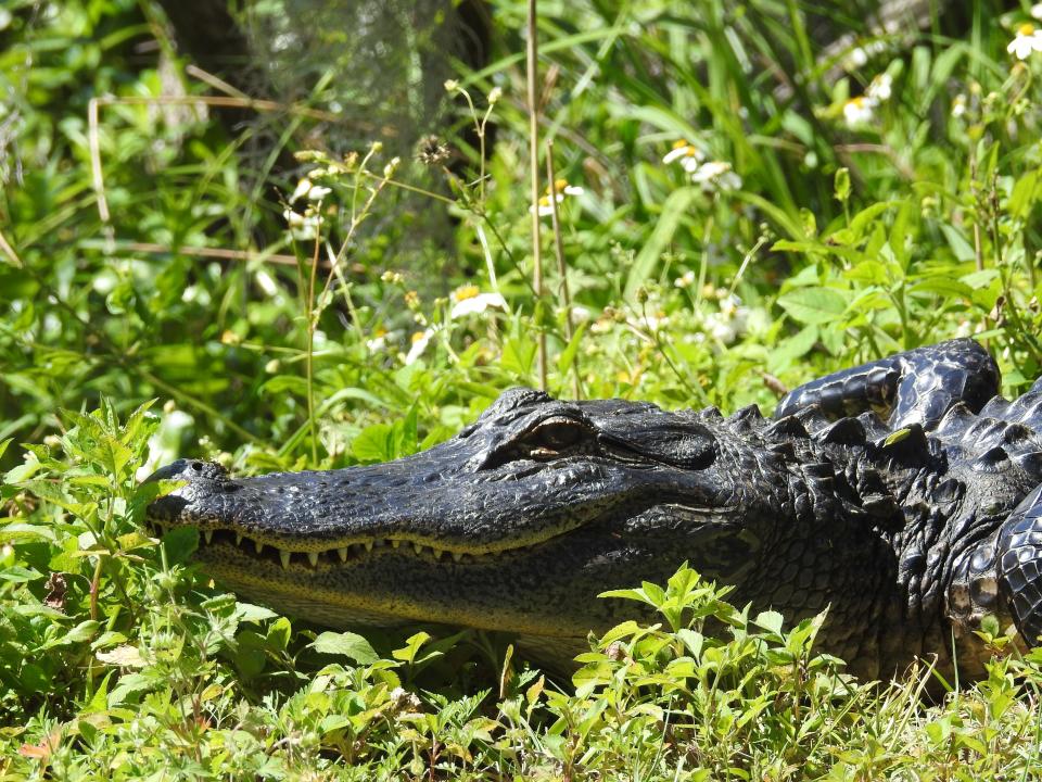 Tips to keep you and your pets safe as gator mating season approaches