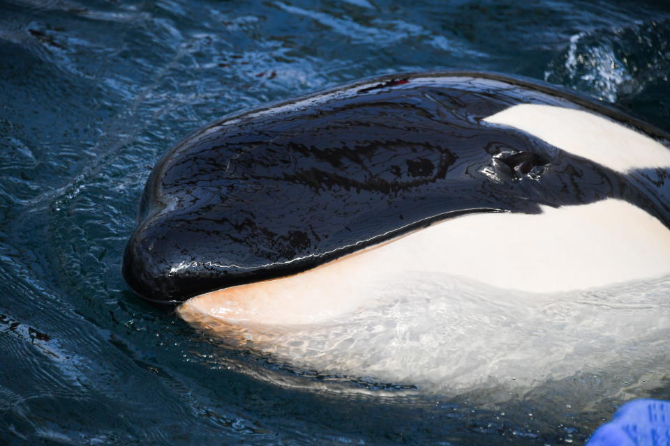 One of the orcas, or killer whales, trapped in what's been internationally dubbed "whale jail." (Photo: Yuri Smityuk via Getty Images)