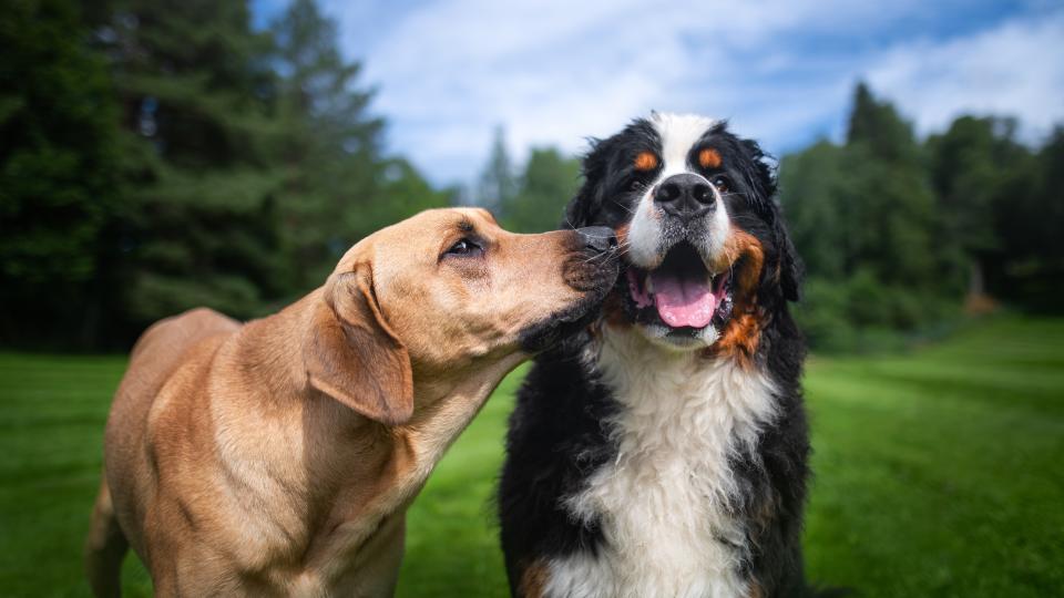 23 quietest dog breeds that make peaceful companions