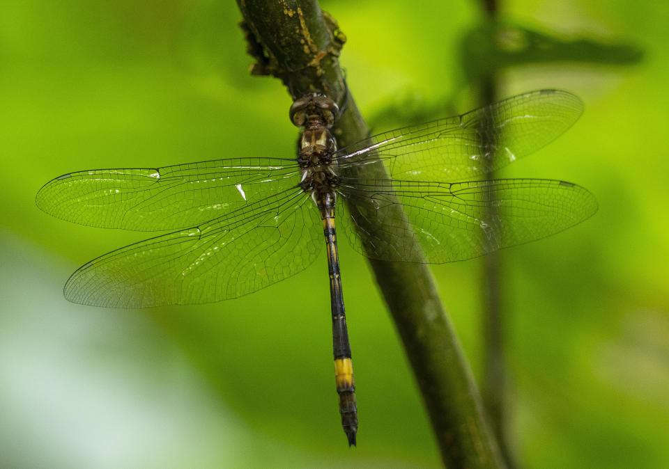 A dragonfly rests on a twig at a protected forest on the outskirts of San Jose, Costa Rica, Wednesday, Aug. 24, 2022. Costa Rica reforestation got a boost last year with President Rodrigo Chaves' announcement of $16.4 million from the World Bank for forests that are reducing carbon emissions. (AP Photo/Moises Castillo)