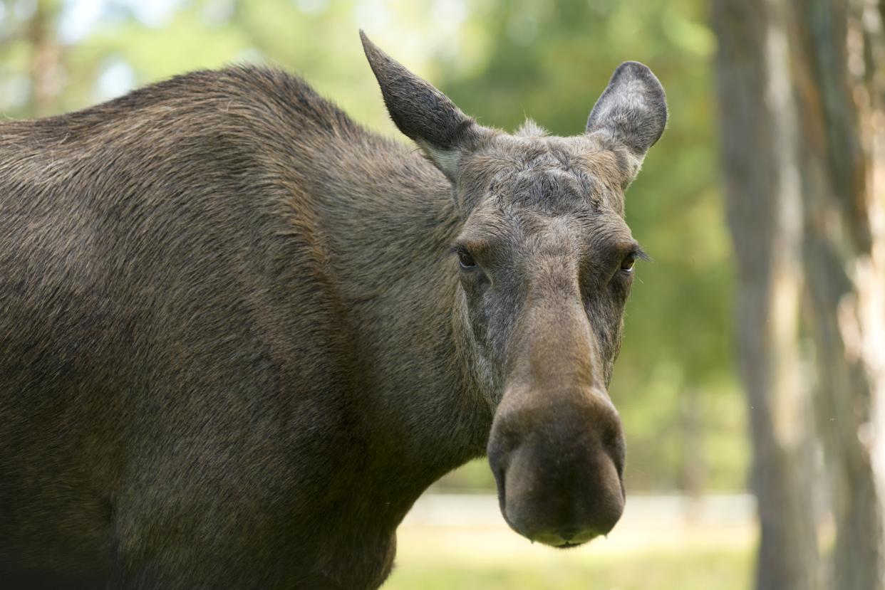 A female moose, but not the one pictured, attacked two people and a dog in Colorado.