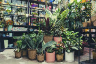 This July 2021 photo shows plants in biodegradable nursery pots at the plant shop Pollyn in the Brooklyn borough of New York, which serves the wedding industry. More couples are turning to potted plants in place of cut flowers, which often must travel long distances. (Rosevelt Nguyen via AP)