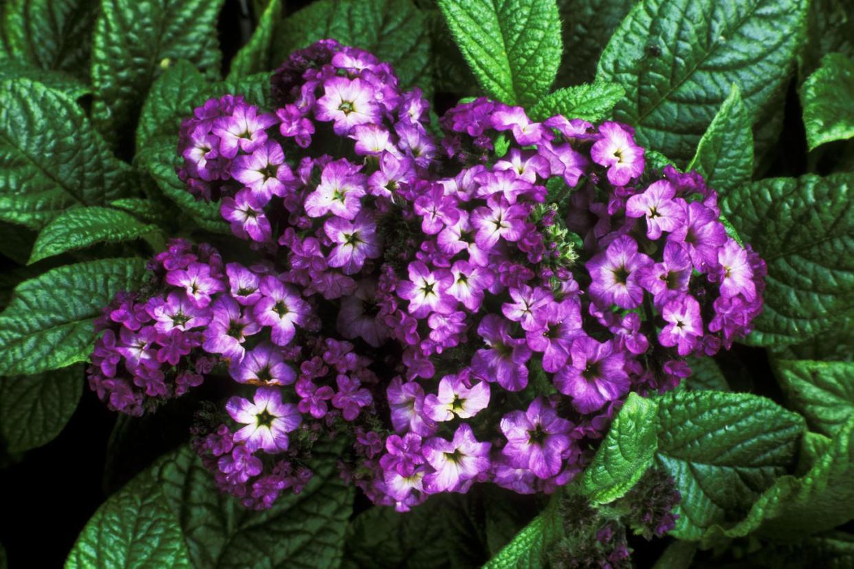 heliotrope