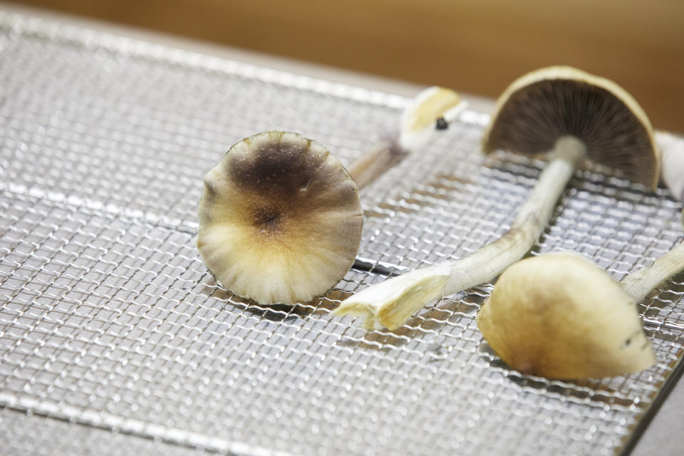 Psilocybin mushrooms sit on a drying rack in the Uptown Fungus lab in Springfield, Ore., Monday, Aug. 14, 2023. (AP Photo/Craig Mitchelldyer)