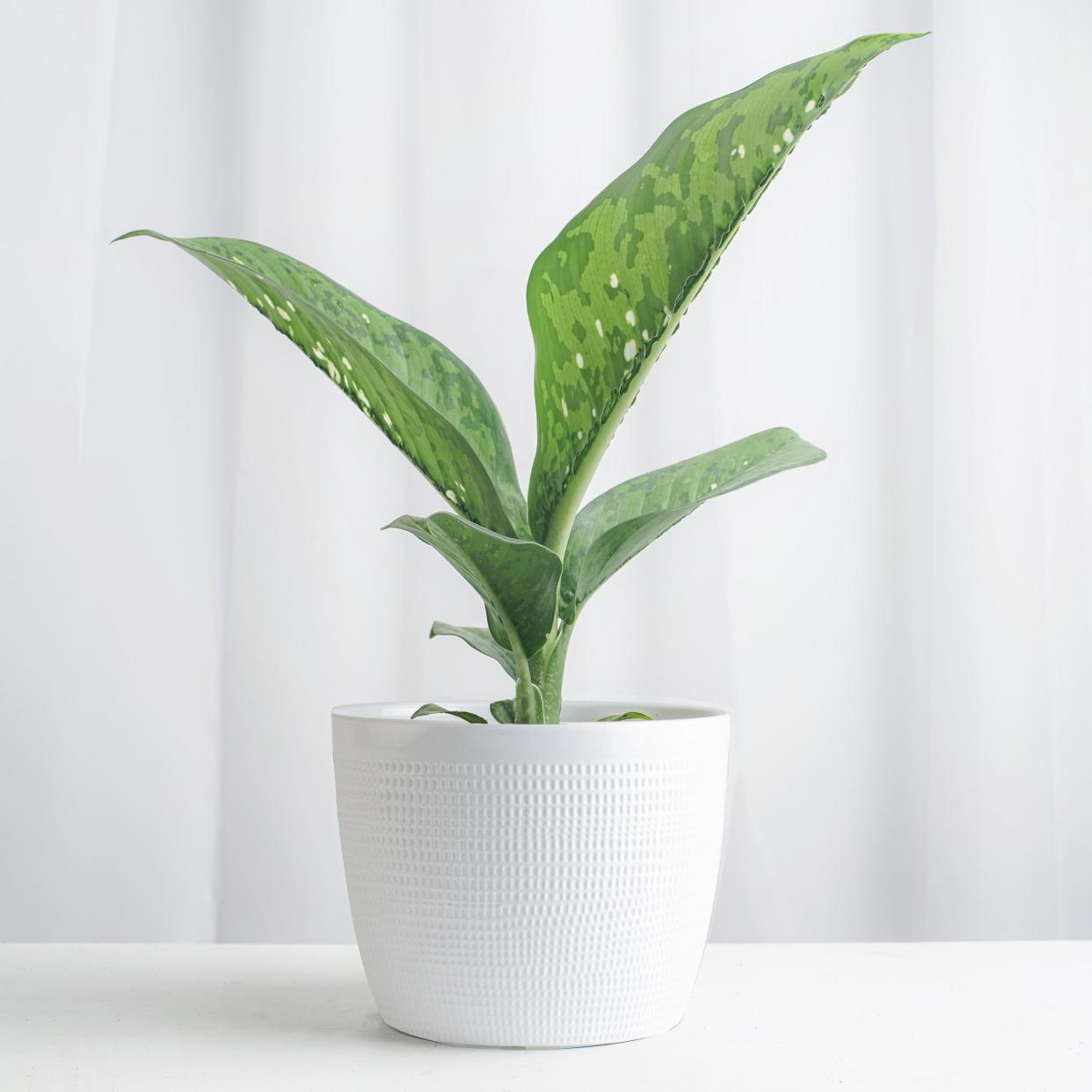 <p><a href="https://costafarms.com/collections/trending-tropicals-collection/products/medium-dieffenbachia-crocodile" rel="nofollow noopener" target="_blank" data-ylk="slk:Shop Now;elm:context_link;itc:0;sec:content-canvas" class="link rapid-noclick-resp">Shop Now</a></p><p>Dieffenbachia Crocodile</p><p>costafarms.com</p><p>$50.00</p><span class="copyright">Costa Farms</span>