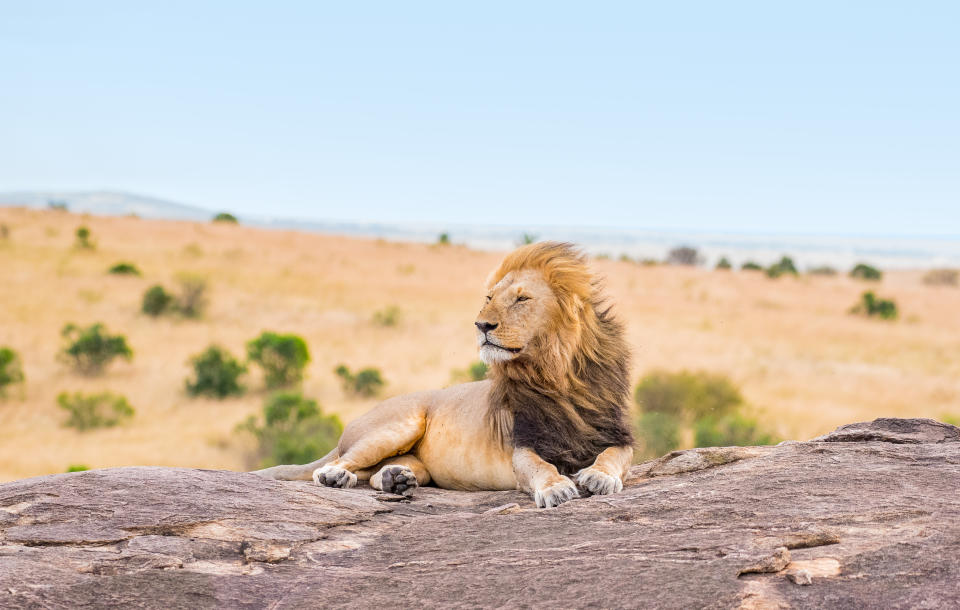 <p>Tous les vols vers l'Afrique du Sud sont suspendus et les visas annulés (Crédit : Getty Images / Julien Banaszuk)</p> 