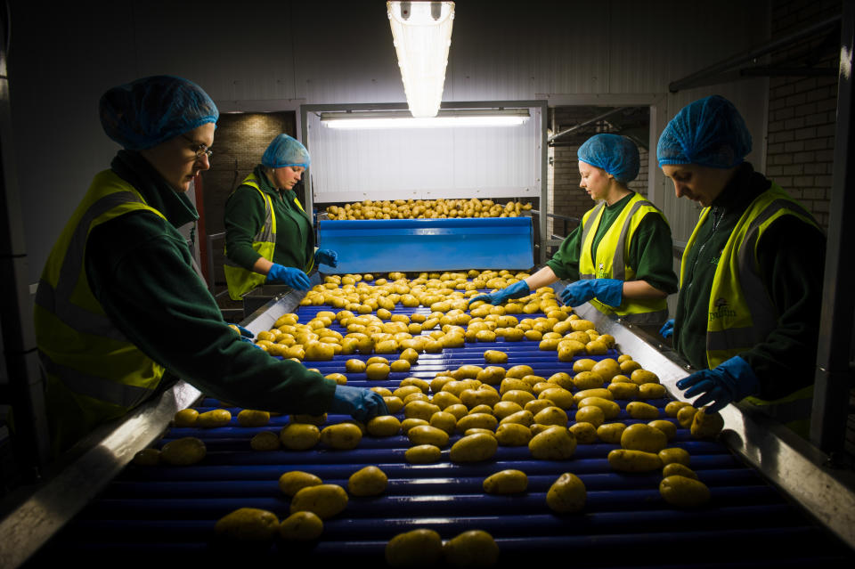 Young women checking new potatoes at a processing and packaging plant, UK (Photo by: Photofusion/Universal Images Group via Getty Images)
