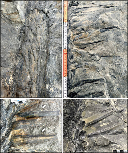 Fossile de Sanfordiacaulis densifolia à feuilles composées disposées en spirale. Le fossile permet de voir clairement le tronc (gauche) et les feuilles (droite et bas). 