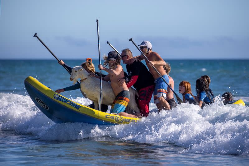 Pismo the surfing goat is placed on a large surfboard before surfing with kids in San Clemente