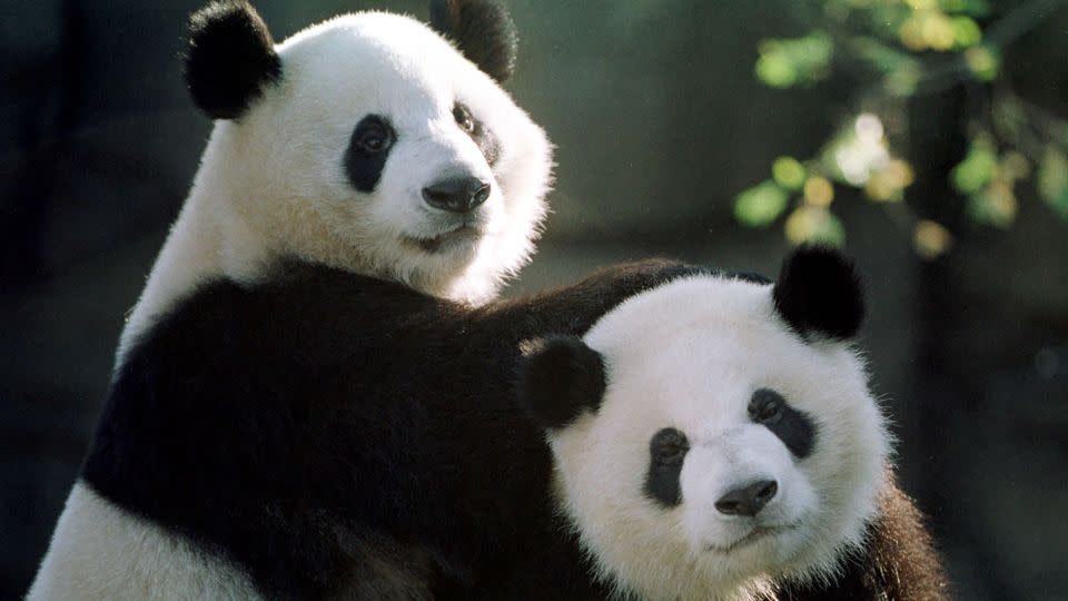 Pandas Yang Yang, left, and Lun Lun play together at Zoo Atlanta in November 1999. They have since become the parents of seven giant panda cubs born at Zoo Atlanta, according to the zoo. - Steve Schaefer/AFP/Getty Images