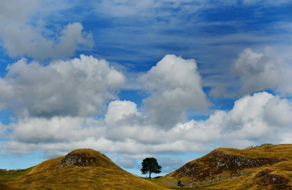 Sycamore Gap was made famous by actor Kevin Costner when it appeared in his 1991 film Robin Hood: Prince Of Thieves (PA)