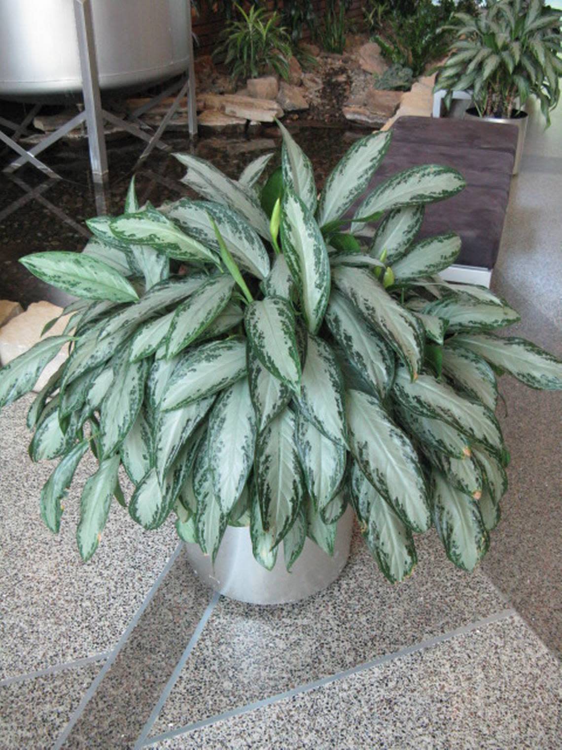 Caring for living plants, like this Chinese evergreen, feeds and nourishes the soul.