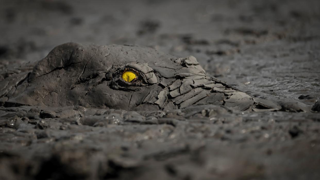  A crocodile with a bright yellow eye lurks in the mud. 