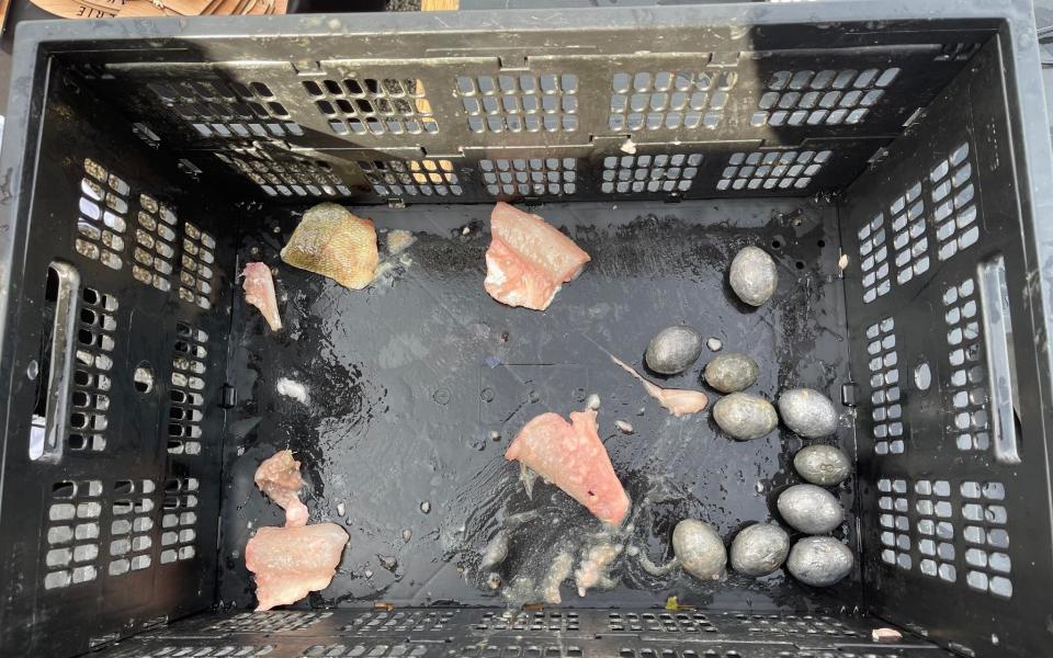 Weights and 'fish fillets' found inside the catch of two fisherman accused of cheating at angling tournament in Ohio, US