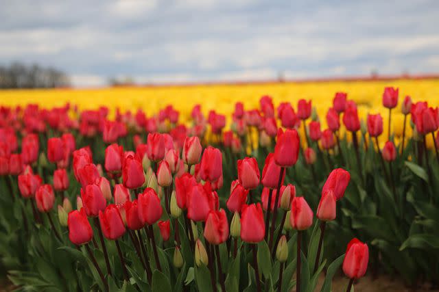 <p>Courtesy of Wooden Shoe Tulip Farm</p>