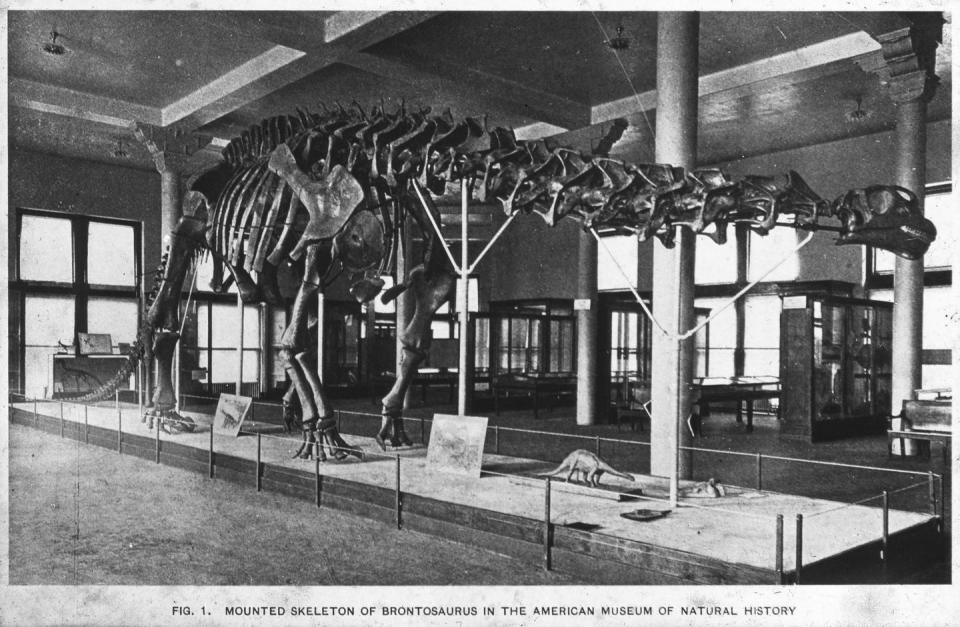 <p>The museum opened its doors in 1881 and the iconic Brontosaurus skeleton was done being reconstructed in 1905.</p>