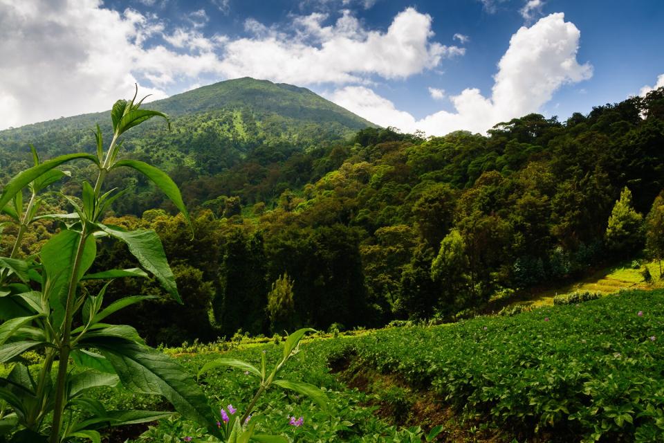 Mt. Bisoke in Volcanoes National Park, Rwanda
