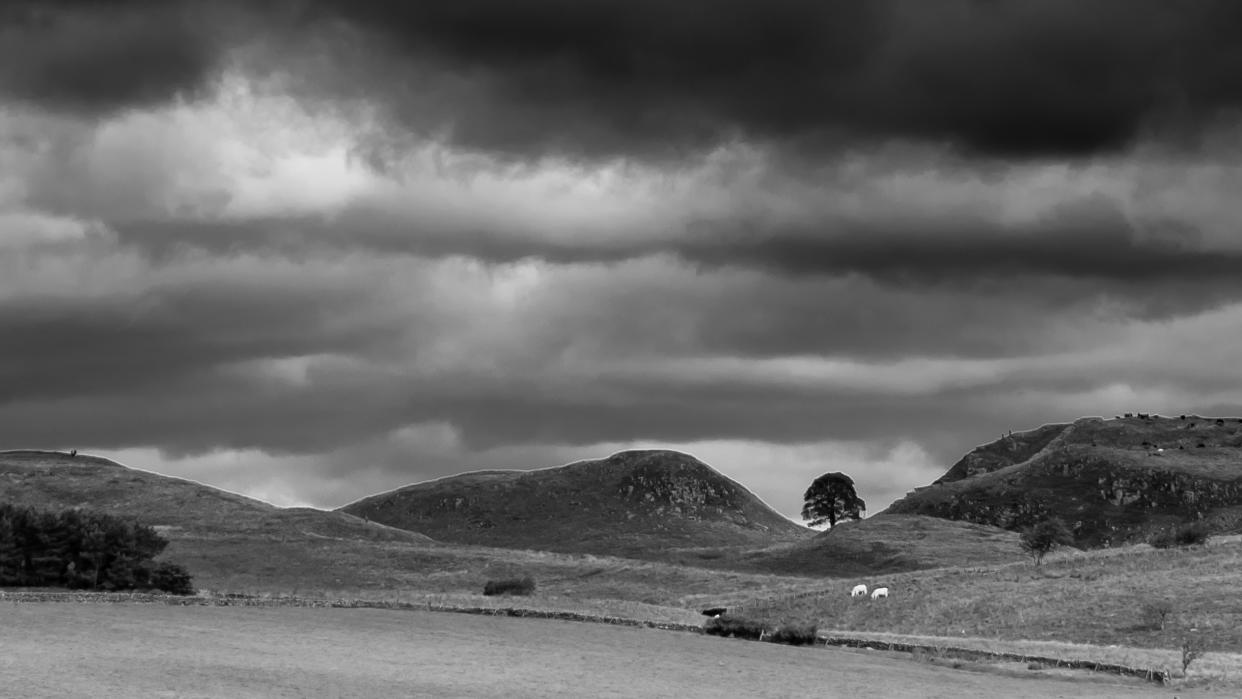  Sycamore Gap. 