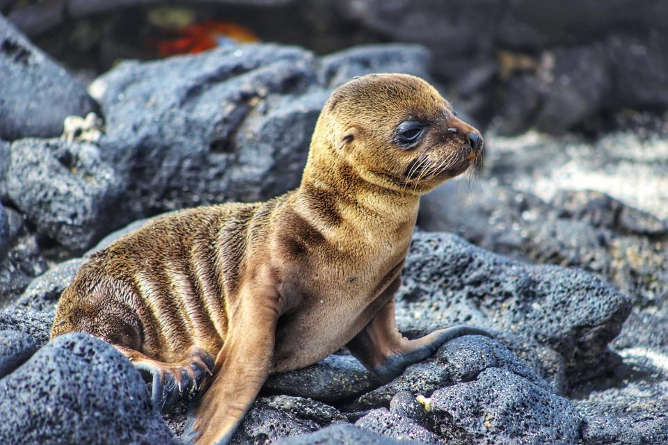 A sea lion pup