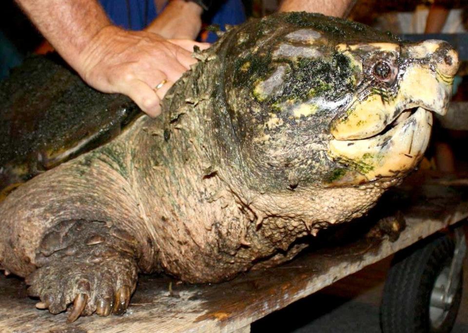 Tonca, an Alligator snapping turtle, has been at Jacksonville's Museum of Science & History since 1994.