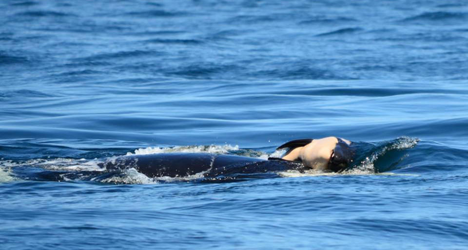 The newborn killer whale died shortly after it was born and grieving mother was reluctant to let it go.