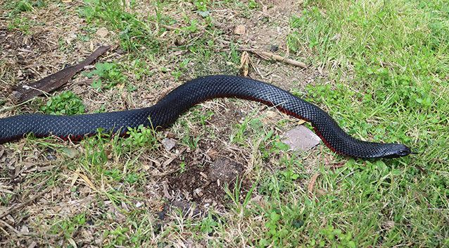 Red-bellied black snake. Source: Supplied by Mark 