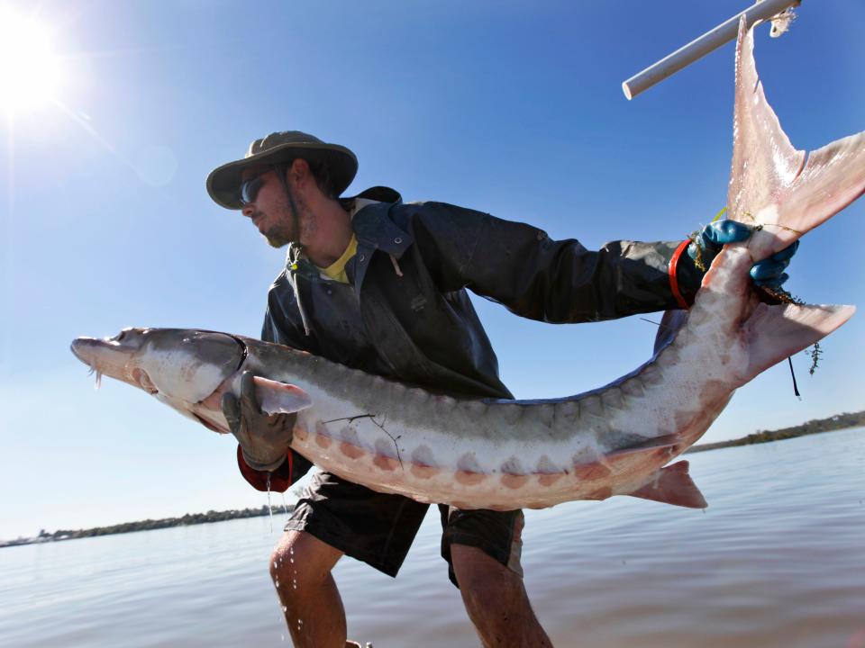 A man wearing a hat holds a large sturgeon fish near a body of water