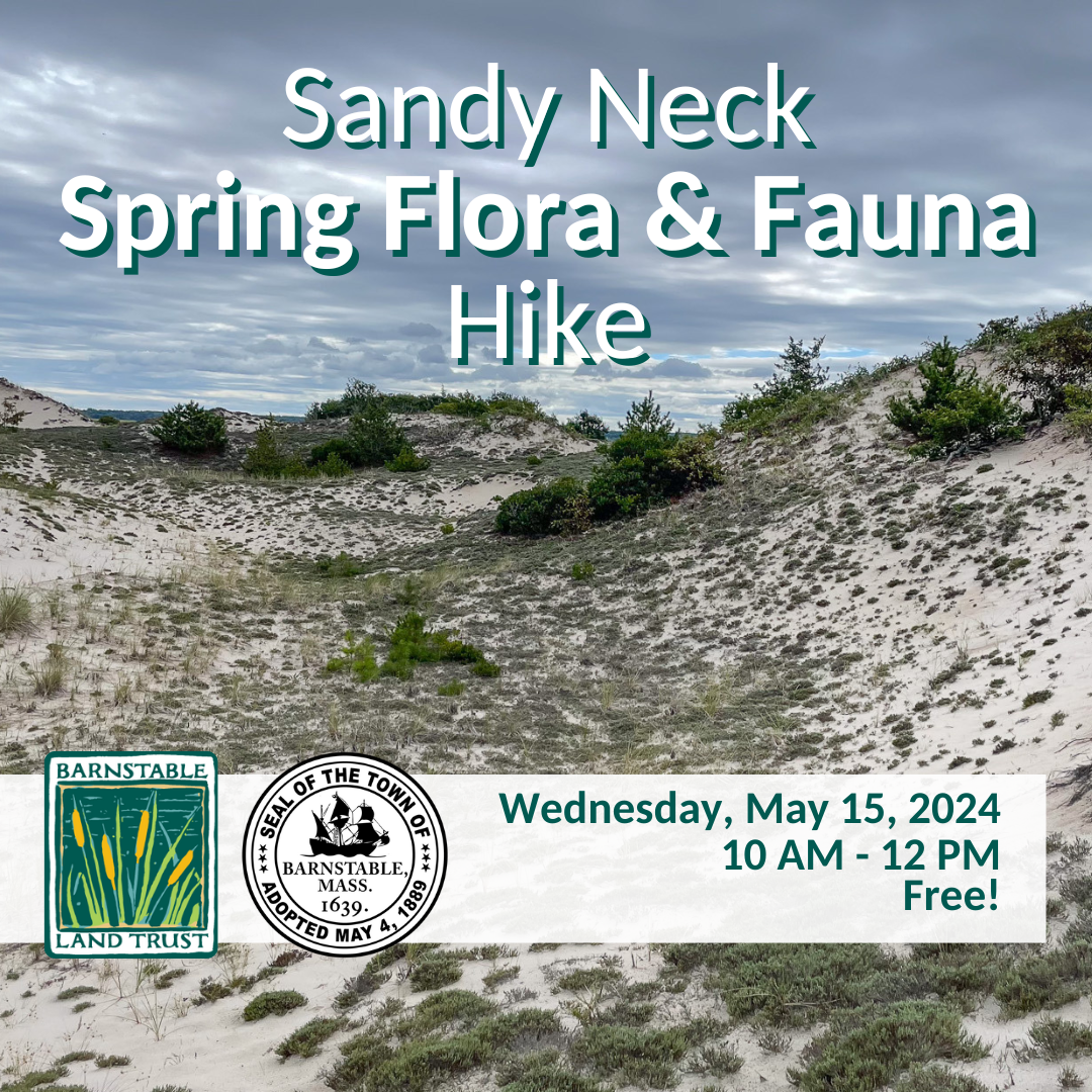 Poster for Sandy Neck hike hosted by the Barnstable Land Trust and Town of Barnstable Natural Resources Department.