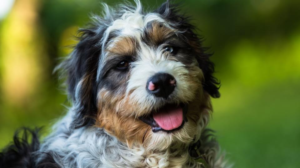 Bernedoodle