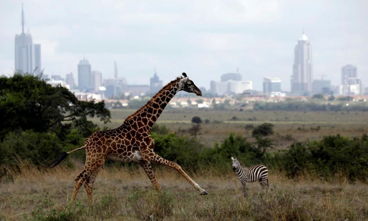 <span>A giraffe in Nairobi national park, where Kenya’s expanding capital is fragmenting and degrading wildlife habitats. </span><span>Photograph: Amir Cohen/Reuters</span>