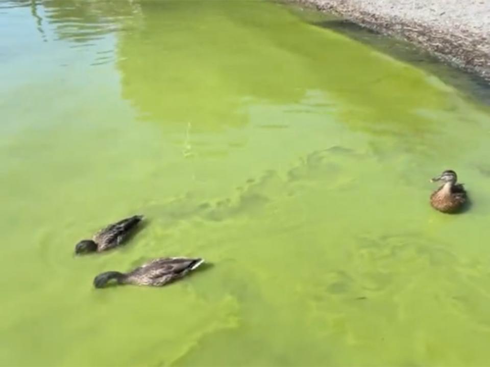 Ducks search for food among potentially toxic alage at Windermere last weekend (Matt Staniek)