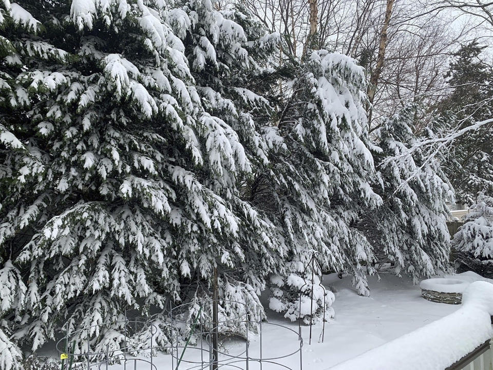 This Dec. 17, 2020, image provided by Jessica Damiano shows a row of Leyland cypress trees buckling under the weight of snow on their branches on Long Island, New York. (Jessica Damiano via AP)