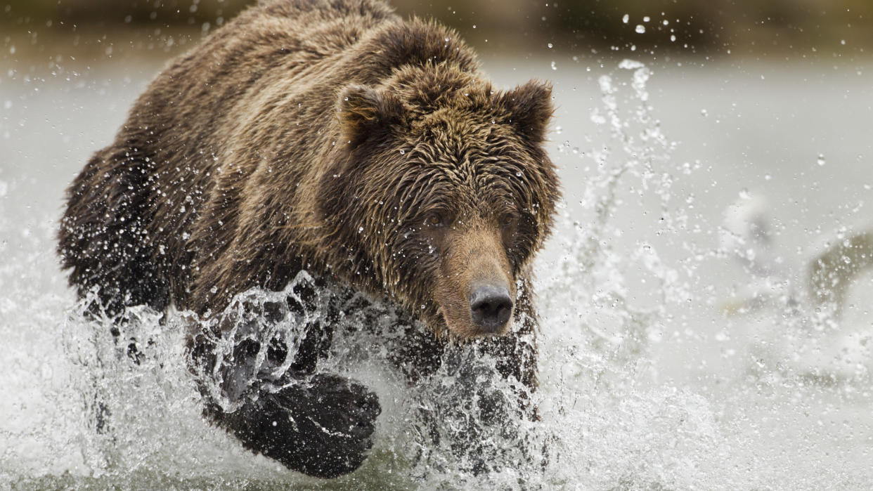  Grizzly bear running at Katmai National Park and Preserve, Alaska, USA. 