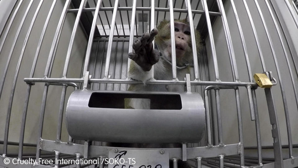 Another part of the video appears to show a monkey in a small cage. (CEN)