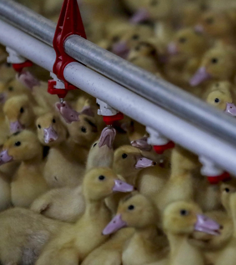 CORRECTS TO HUDSON VALLEY FOIE GRAS INSTEAD OF HIDDEN VALLEY FOIE GRAS In this July 18, 2019 photo, ducklings roam a cage-free barn as others sip water from an overhead pipe at Hudson Valley Foie Gras duck farm in Ferndale, N.Y. The farm imports over 10,000 ducklings weekly from Canada that live cage-free until at twelve weeks old when they are forced-fed to fatten their livers to produce foie gras: a delicacy served at some restaurants and sold at grocery stores. A New York City proposal to ban the sale of foie gras, the fattened liver of a duck or goose, has the backing of animal welfare advocates, but could mean trouble for farms outside the city that are the premier U.S. producers of the French delicacy. (AP Photo/Bebeto Matthews)