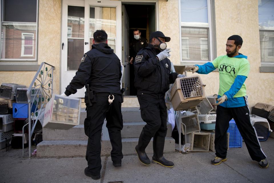 Members of the Pennsylvania Society for the Prevention of Cruelty to Animals remove a cat from two connected row homes as others bring in empty boxes for additional cats, Wednesday, March 26, 2014, in Philadelphia. The Animal welfare authorities say they are working to remove about 260 cats and take them to the organization's north Philadelphia shelter, where veterinarians were waiting to examine them. (AP Photo/Matt Rourke)