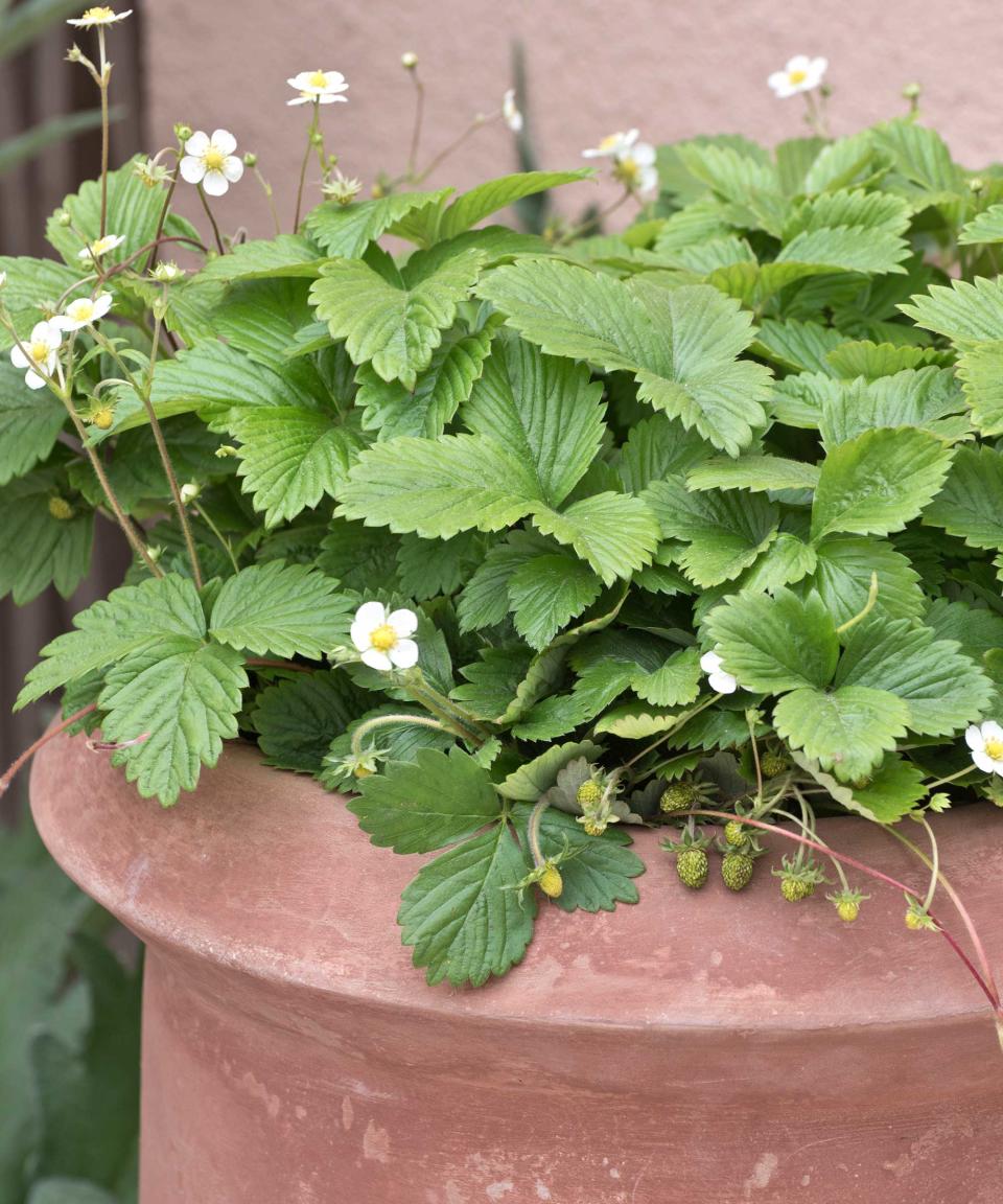 alpine strawberries in pot