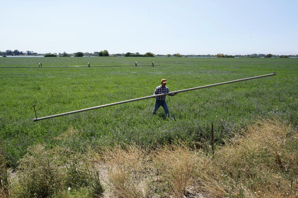 FILE - Walter Fernandez moves irrigation pipes on an alfalfa field belonging to Al Medvitz in Rio Vista, Calif., July 25, 2022. California has experienced a devastating, multi-year drought that’s depleted reservoirs, forced officials to plead with residents to conserve water and constrained supplies to vital farmland. (AP Photo/Rich Pedroncelli, File)